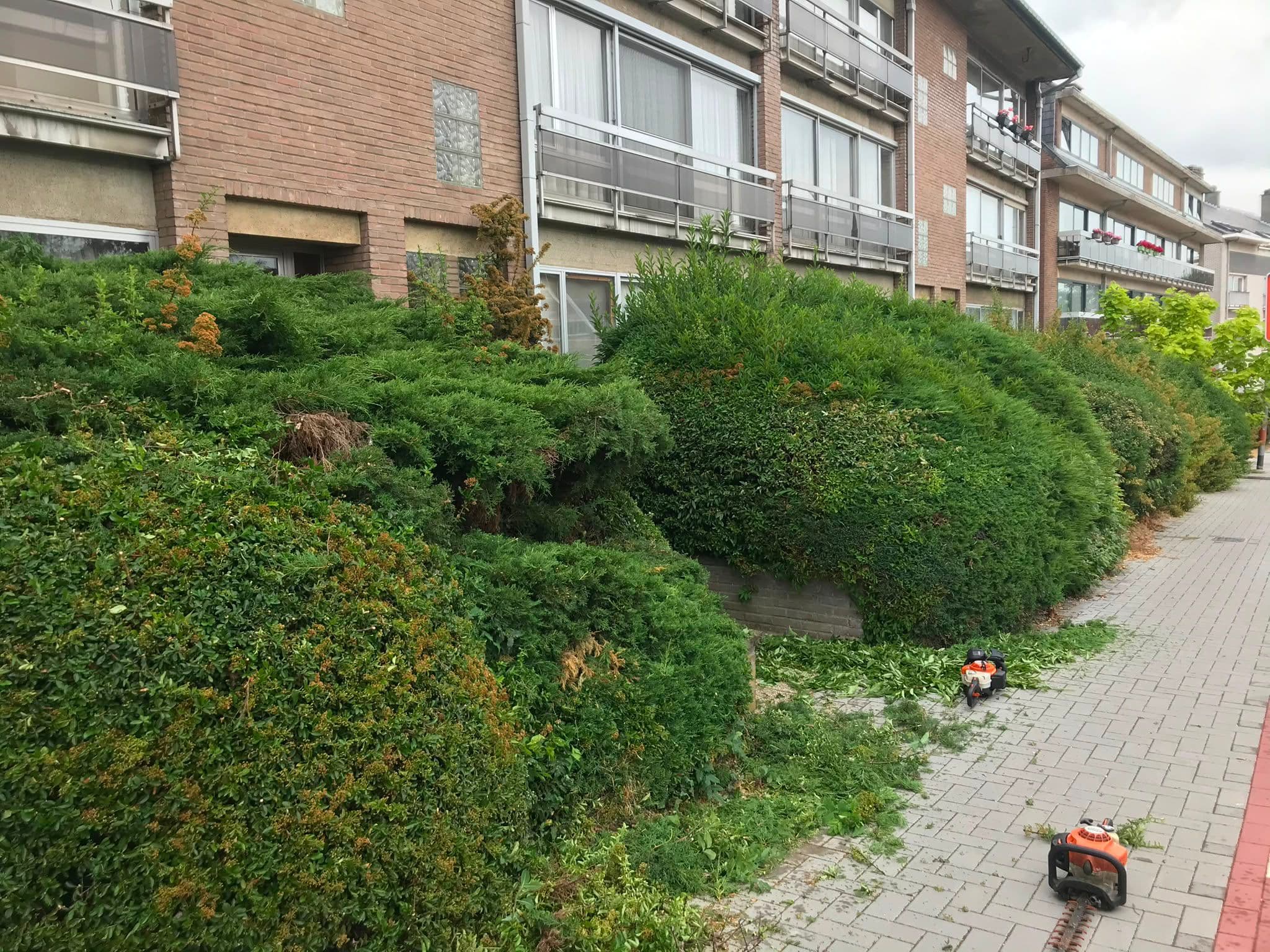 Arbustes débordants avant la taille