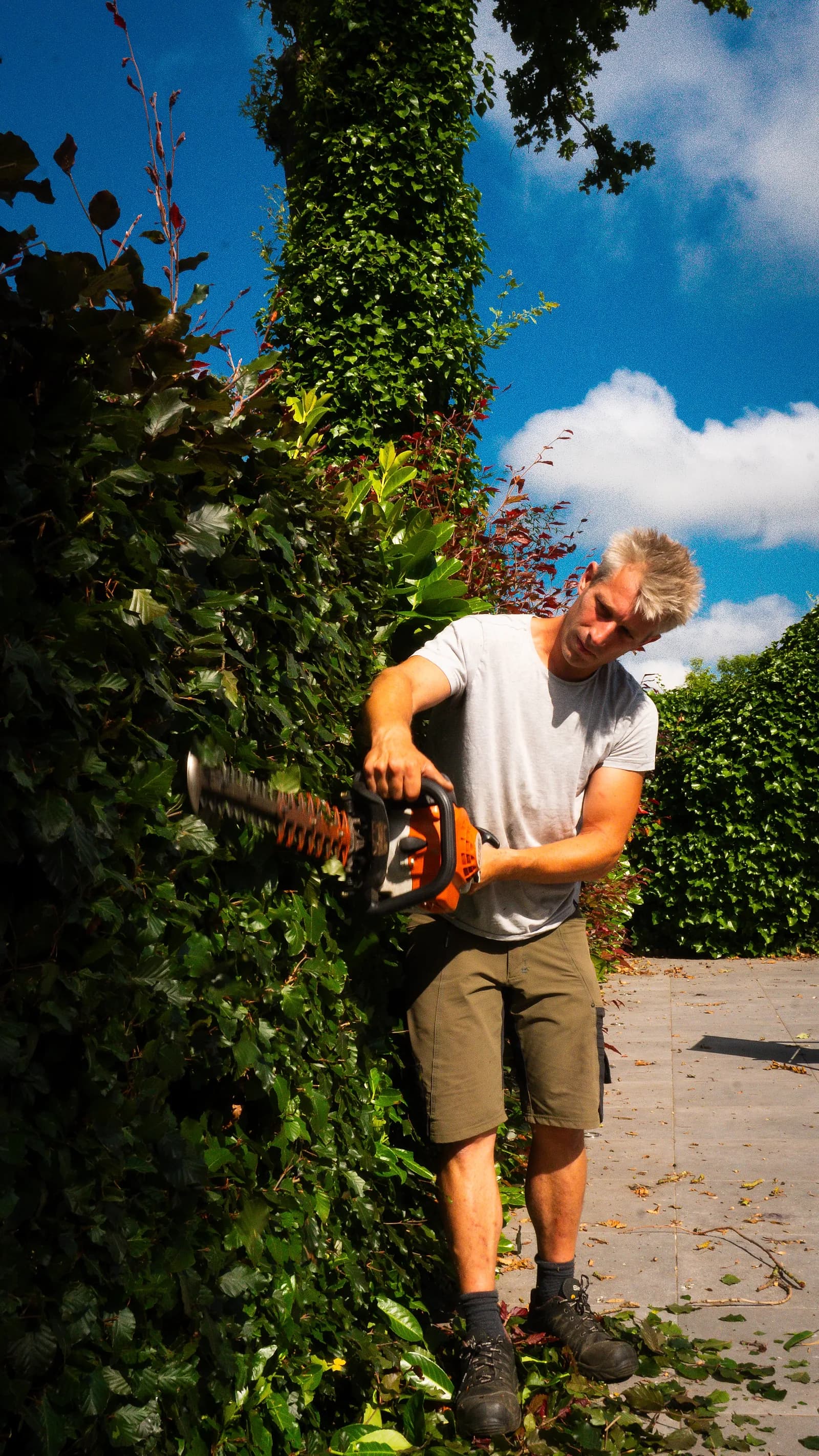 Taille de haie au taille-haie thermique — jardinier professionnel