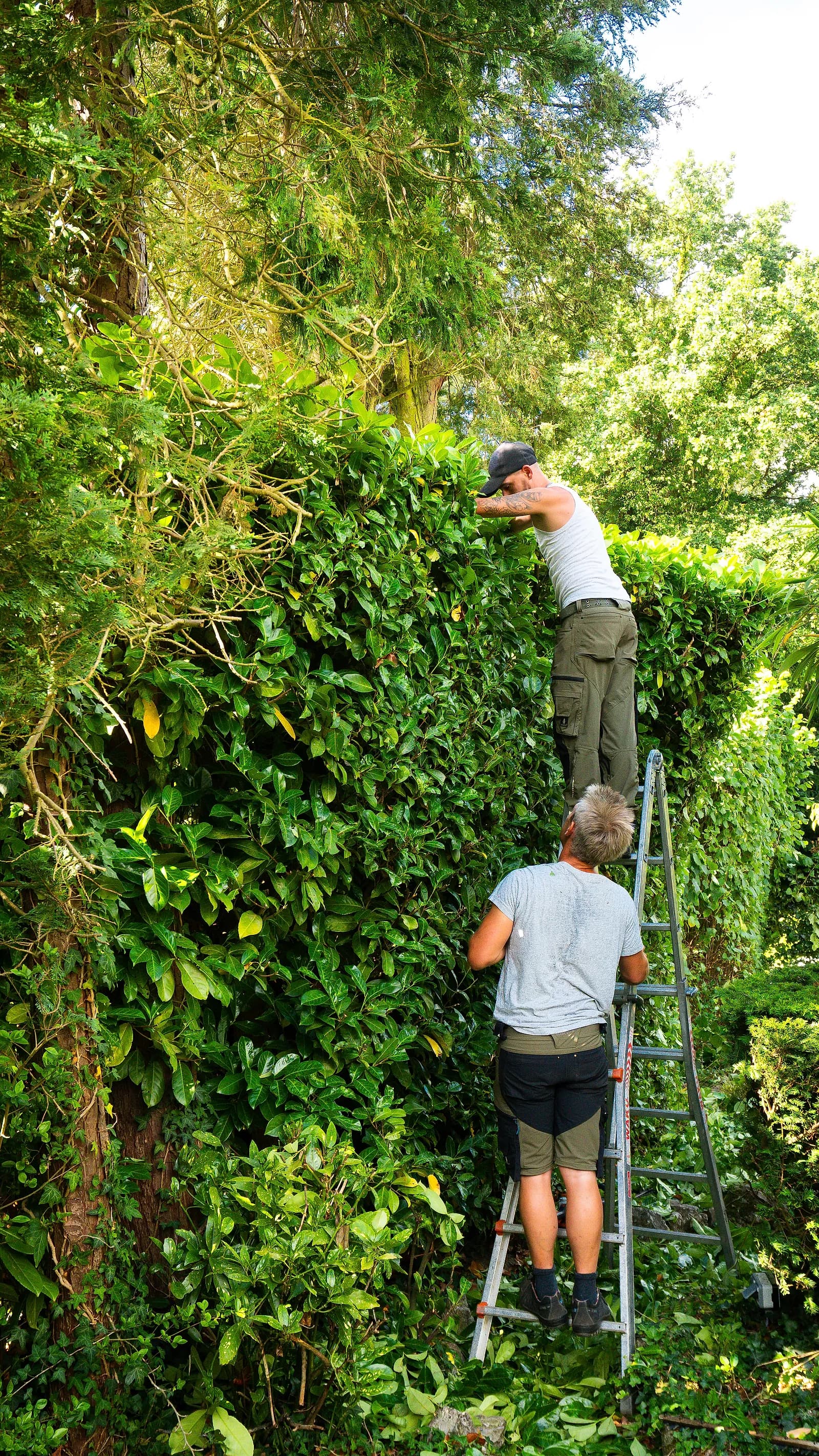 Taille de haie haute sur échelles — Atelier Kleinermann, Brabant wallon
