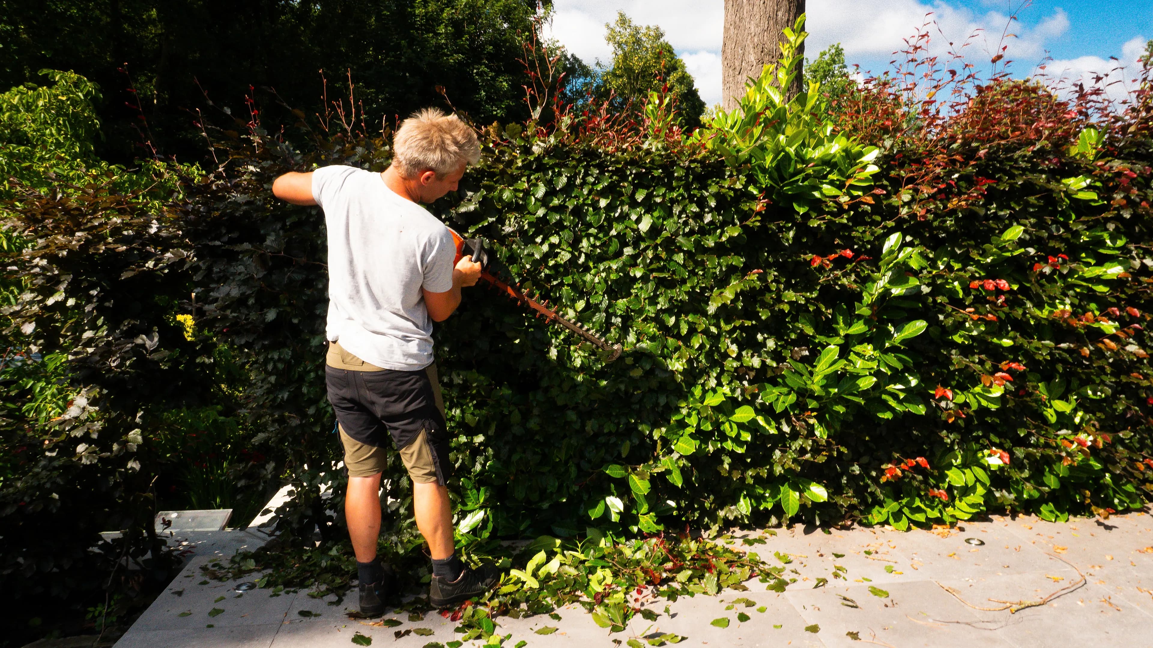 Jardinier-paysagiste Atelier Kleinermann taillant une haie au taille-haie thermique dans un jardin ensoleillé — Brabant wallon