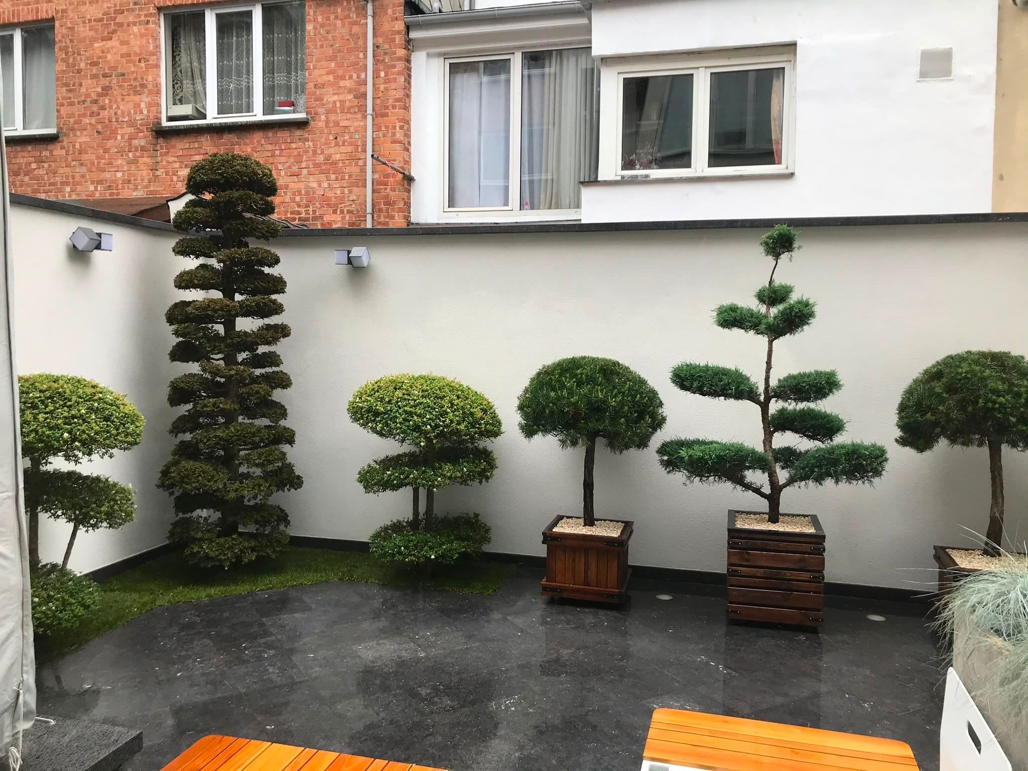 Topiaires en nuage sur cour intérieure — création paysagère